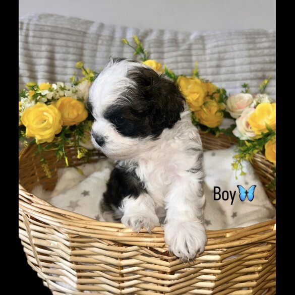 Shihpoo - Both