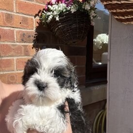 Shihpoo - Both