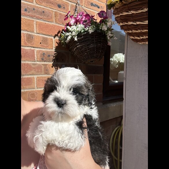 Shihpoo - Both