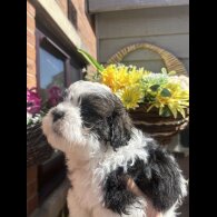 Shihpoo - Both
