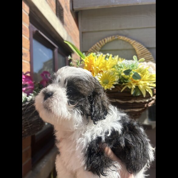 Shihpoo - Both