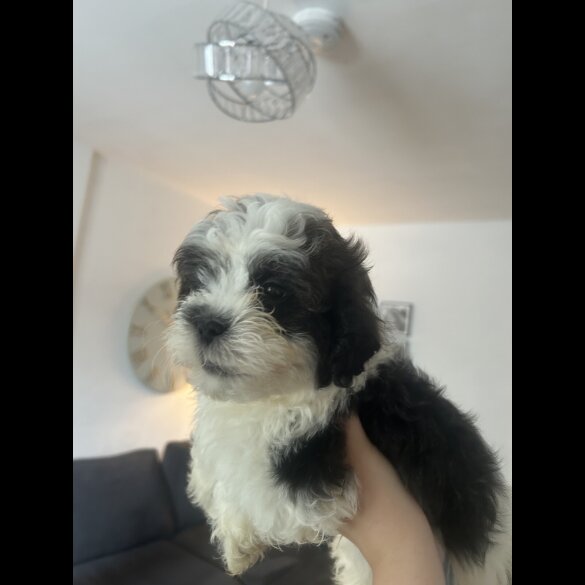 Shihpoo - Both