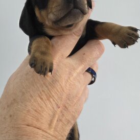Dachshund (Standard &amp; Miniature) - Bitches