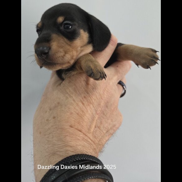 Dachshund (Standard &amp; Miniature) - Bitches