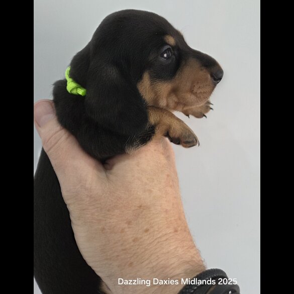Dachshund (Standard &amp; Miniature) - Bitches