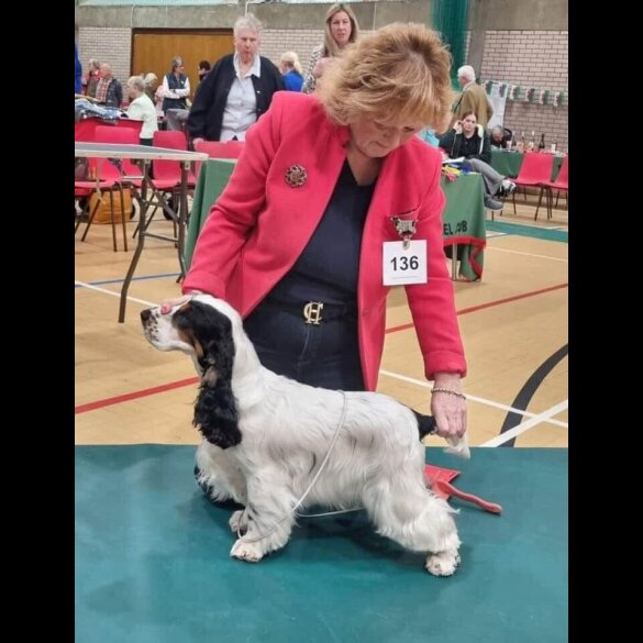 Cocker Spaniel (Working &amp; Show) - Both