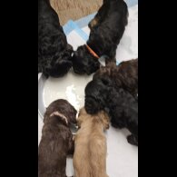 Cocker Spaniel (Working &amp; Show) - Both