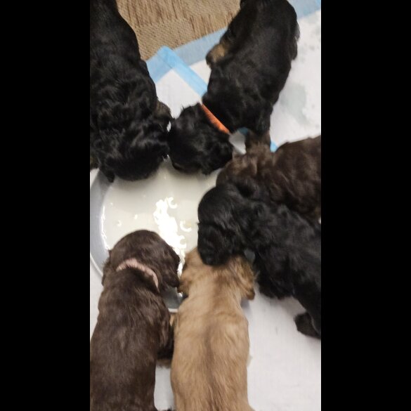 Cocker Spaniel (Working &amp; Show) - Both