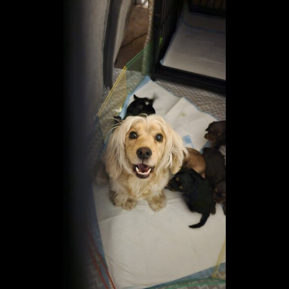Cocker Spaniel (Working &amp; Show) - Both
