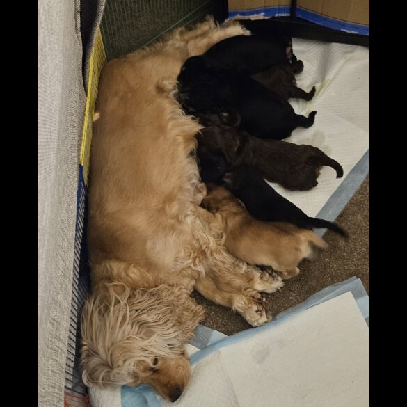 Cocker Spaniel (Working &amp; Show) - Both