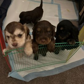 Cocker Spaniel (Working &amp; Show) - Both