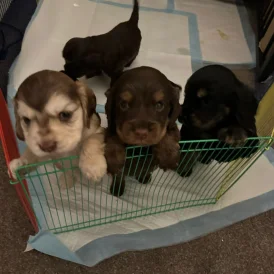 Cocker Spaniel (Working &amp; Show) - Both