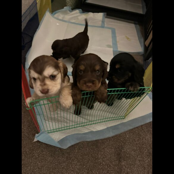 Cocker Spaniel (Working &amp; Show) - Both