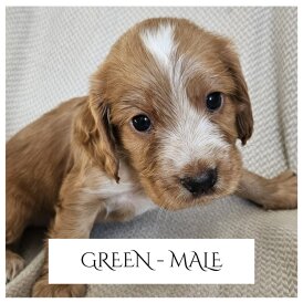 Cocker Spaniel (Working &amp; Show) - Both