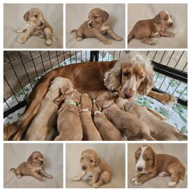 Cocker Spaniel (Working &amp; Show) - Both