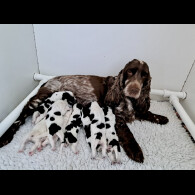 Cocker Spaniel (Working &amp; Show)