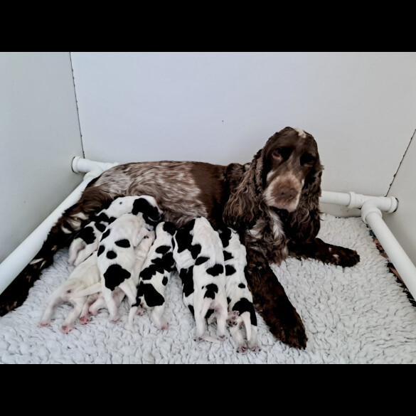 Cocker Spaniel (Working &amp; Show)