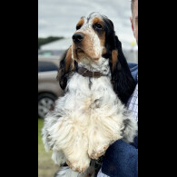 Cocker Spaniel (Working &amp; Show)