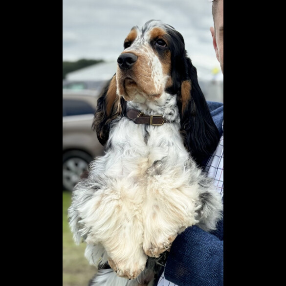 Cocker Spaniel (Working &amp; Show)
