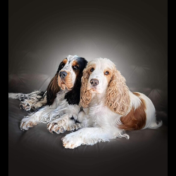 Cocker Spaniel (Working &amp; Show)