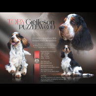 Cocker Spaniel (Working &amp; Show)