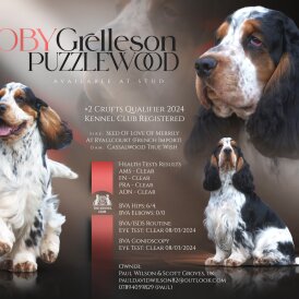 Cocker Spaniel (Working &amp; Show)