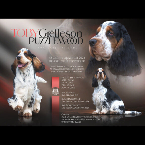 Cocker Spaniel (Working &amp; Show)