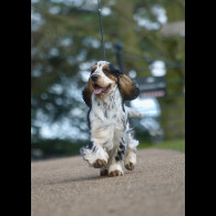 Cocker Spaniel (Working &amp; Show)