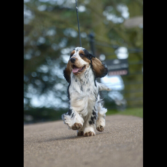 Cocker Spaniel (Working &amp; Show)