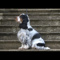 Cocker Spaniel (Working &amp; Show)