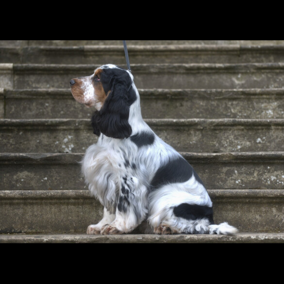 Cocker Spaniel (Working &amp; Show)