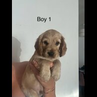 Cocker Spaniel (Working &amp; Show) - Both