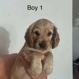 Cocker Spaniel (Working &amp; Show) - Both