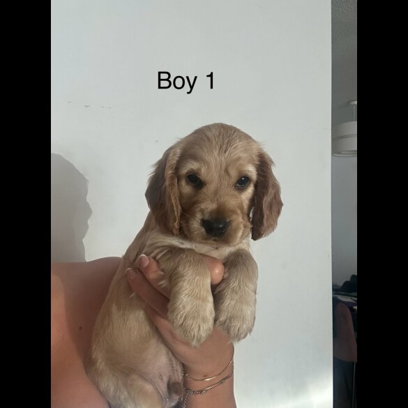 Cocker Spaniel (Working &amp; Show) - Both