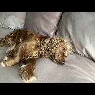 Cocker Spaniel (Working &amp; Show) - Both