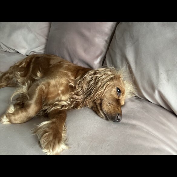 Cocker Spaniel (Working &amp; Show) - Both