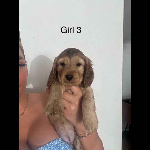 Cocker Spaniel (Working &amp; Show) - Both