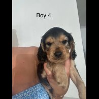 Cocker Spaniel (Working &amp; Show) - Both