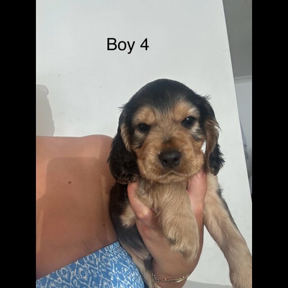 Cocker Spaniel (Working &amp; Show) - Both