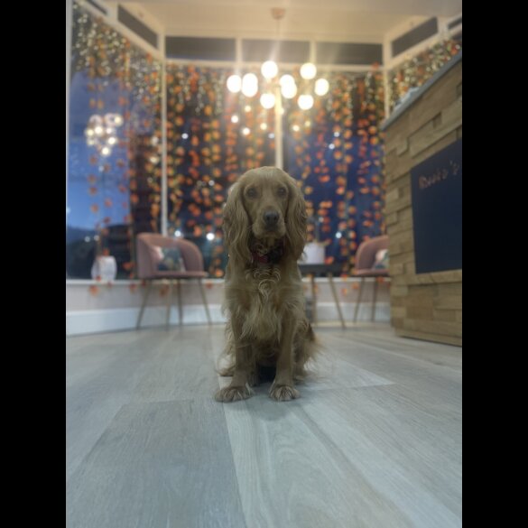 Cocker Spaniel (Working &amp; Show) - Both