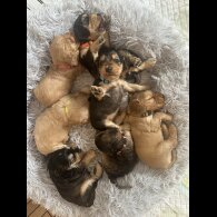 Cocker Spaniel (Working &amp; Show) - Both