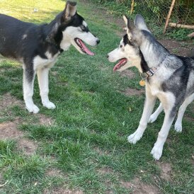Mixed Breed - Both