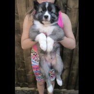 Siberian Husky - Both