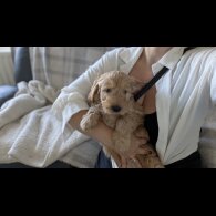 Cockapoo - Dogs