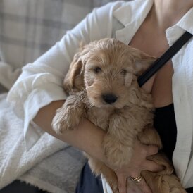 Cockapoo - Dogs