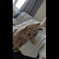 Cockapoo - Dogs