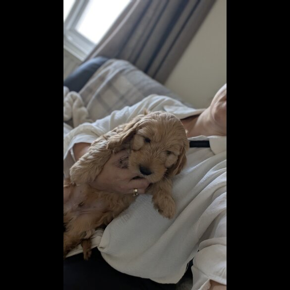 Cockapoo - Dogs
