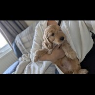 Cockapoo - Dogs