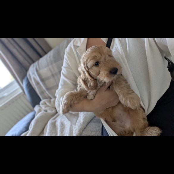 Cockapoo - Dogs