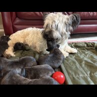 Skye Terrier - Both